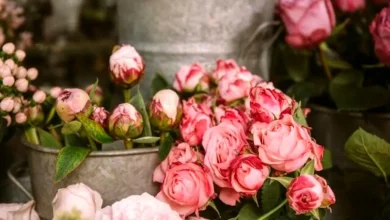 قیمت گل در آستانه روز مادر منفجر شد!