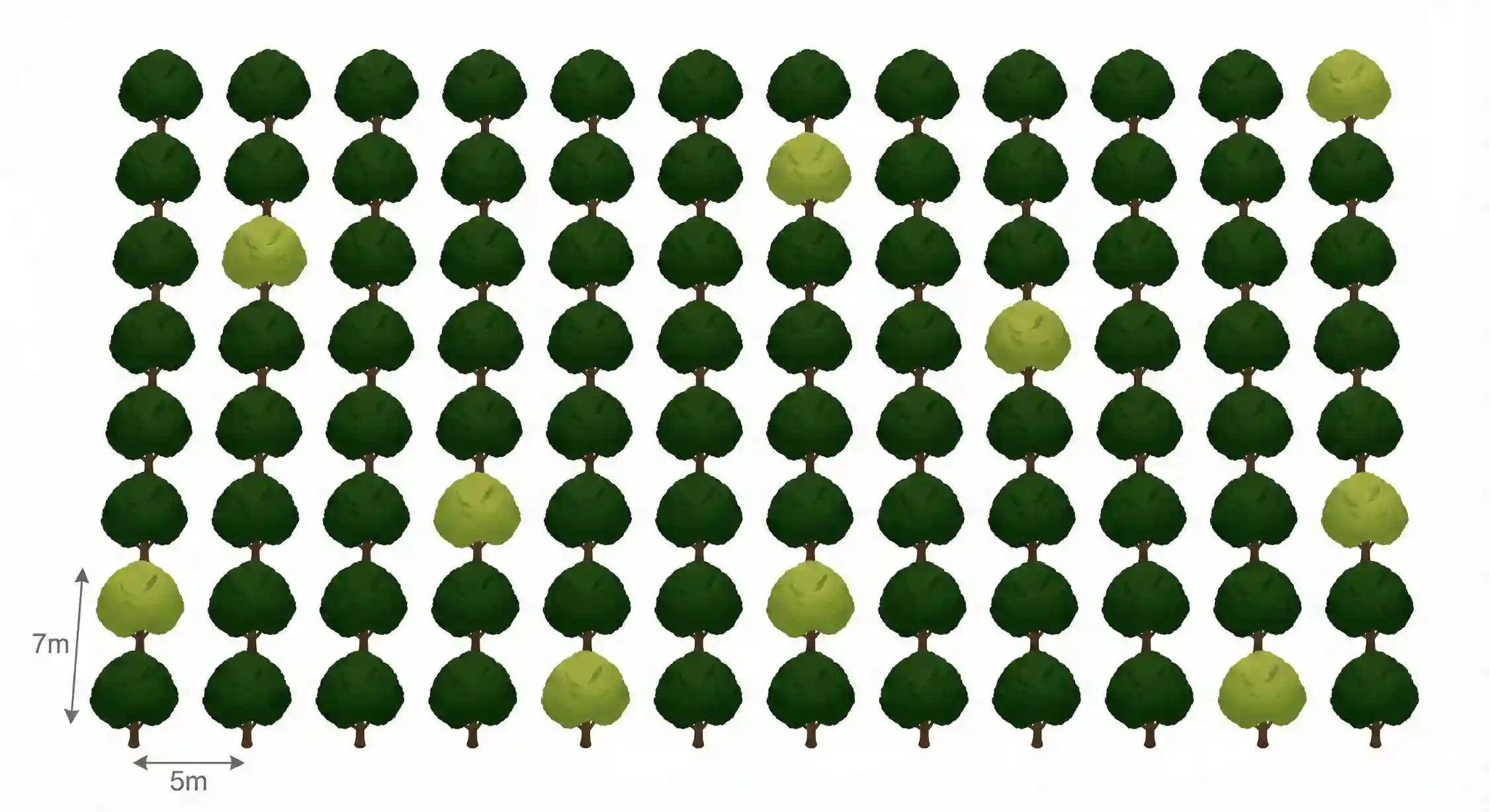 نقشه و فاصله کاشت استاندارد نهال گردو چندلر در باغ تجاری