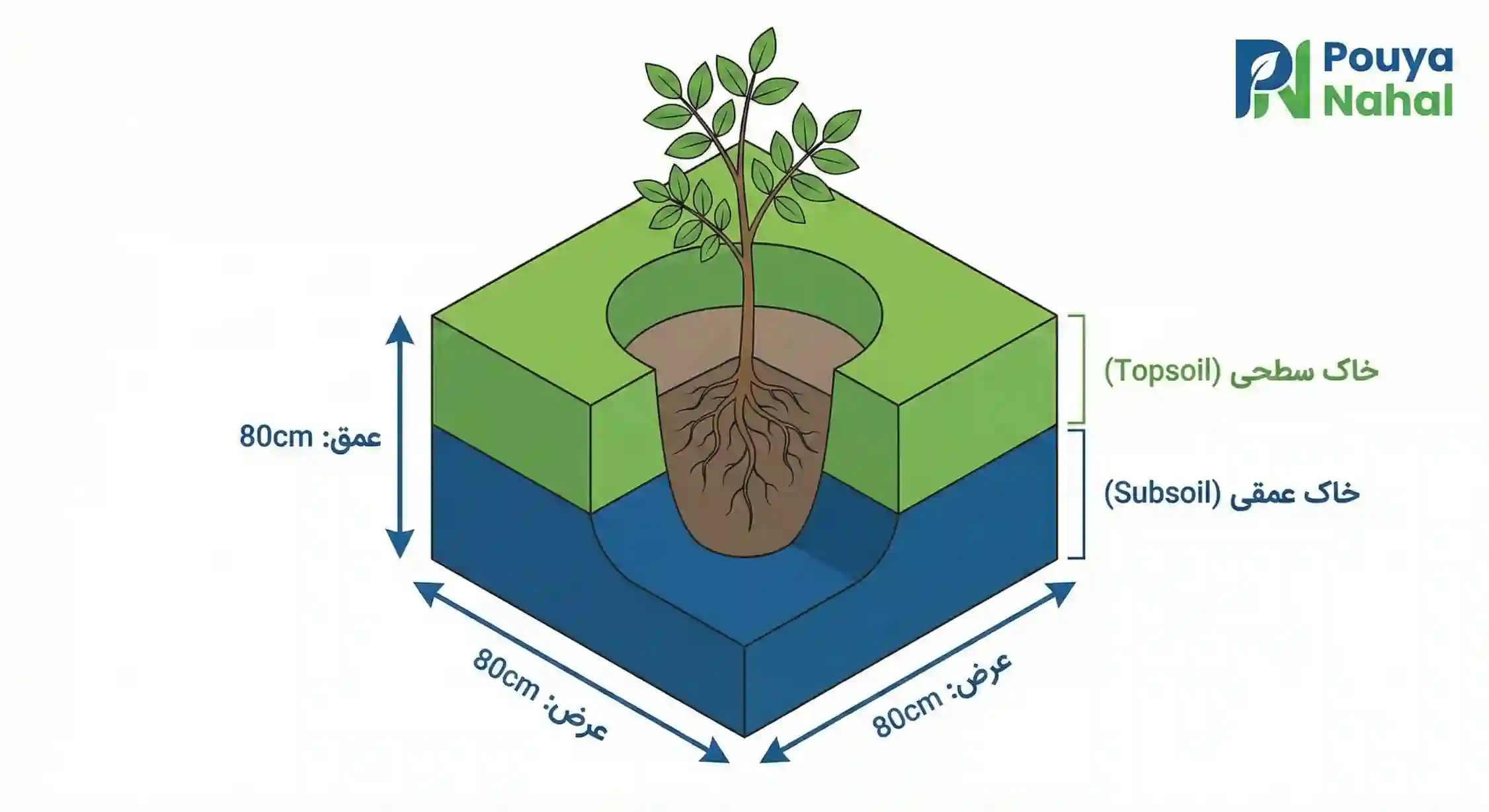 ابعاد استاندارد چاله برای کاشت نهال گردو