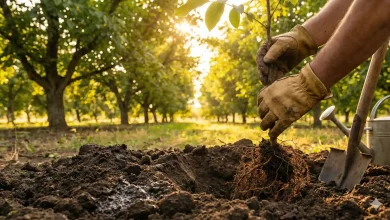 "نقشه راه طلایی کاشت نهال گردو؛ از آماده سازی زمین تا برداشت ثروت"